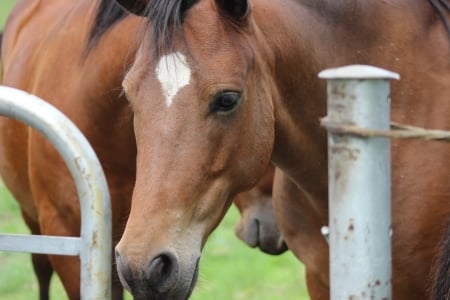 Vrede - riding, brothers, brown, happy horses