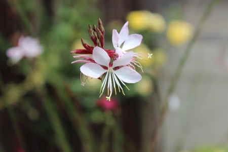 Vrede - small, pink, hanging, pretty