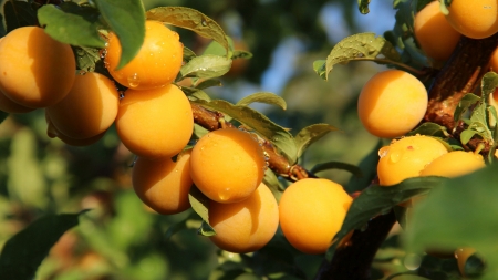 waterdrops on apricots - leaf, apricot, tree, fruit