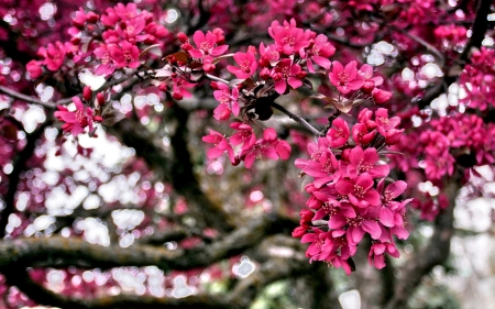 SPRING PETALS - nature, season, branches, petals, tree, flowers, spring