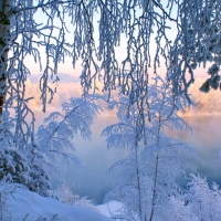 Winter frost