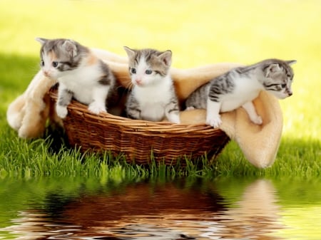 Kittens in basket - adorable, fluffy, kittens, basket, reflection, cats, sweet, grass, cute