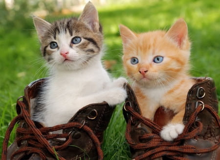 Kittens in boots - boots, spring, grass, sweet, fluffy, kittens, garden, cute, friends, adorable