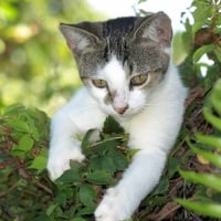 Kitten Between the Leaves