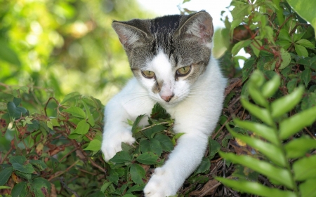 Kitten Between the Leaves - white, cat, animal, leaves, kitten