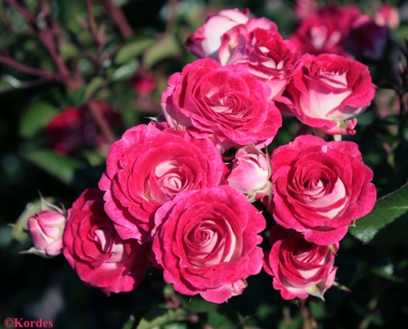 Bunch of Roses - flowers, roses, nature, bunch, pink