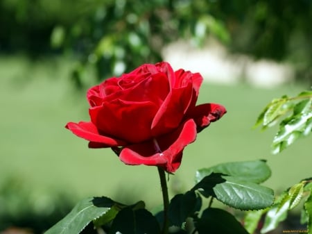 Red Rose from My Garden - nature, macro, red, petals, rose, flower