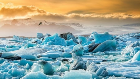 spectecular ice floes in joekulsarlon glacier lagoon iceland - ice, lagoon, glacier, floes, bird