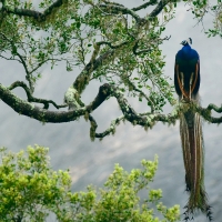 beautiful peacock in tree