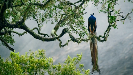 beautiful peacock in tree