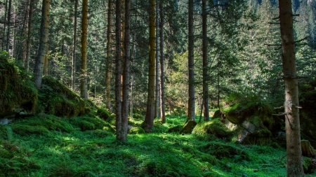 furn covered forest floor - forest, shadows, green, floor, furns