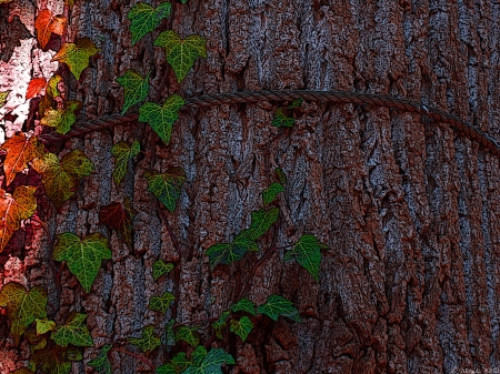 Sun Touched - touched, shade, bark, rope, sun, leaves, tree, vines