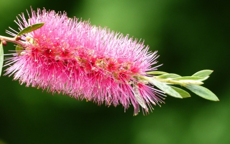 Flower - flower, pink, macro, green