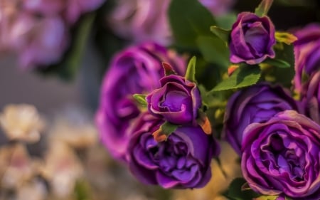 Flowers - flower, purple, rose, green