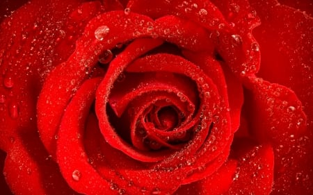 Rose - skin, water drops, red, valentine, macro, rose