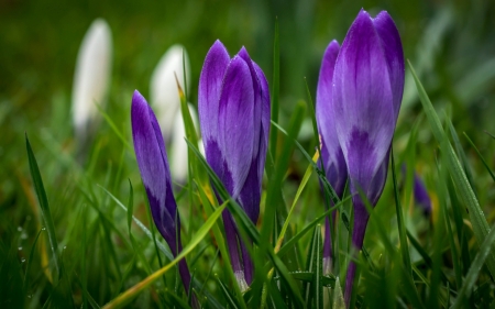 Crocuses - white, flower, purple, pink, spring, crocus, green