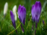 Crocuses