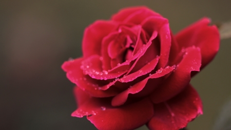 Rose - red, flower, rose, macro