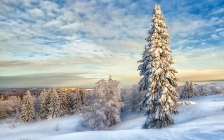 Winter Landscape - sky, firs, clouds, sunset, snow