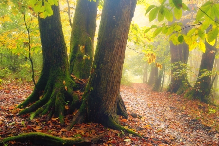 in the forest - nature, green, spring, forest, tree