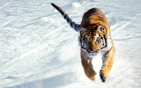 snow tiger - feline, tiger, cat, snow