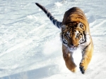 snow tiger