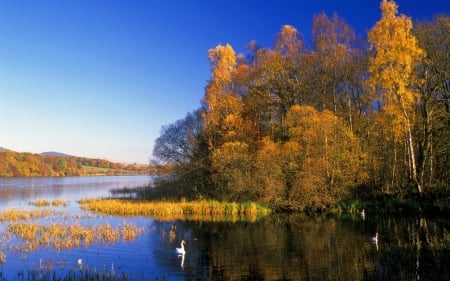 Autumn Morning - lake, forest, swan, trees