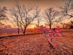 SPRING FLOWERS in SUNSET