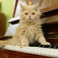 Kitty on piano keys