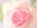 Pink Rose