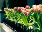 Beautiful tulips