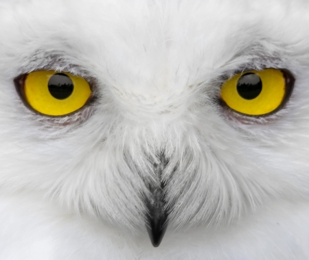 Owl Eyes - owl, eyes, animal, yellow