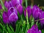 Crocuses