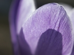 Crocus