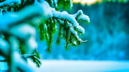 Winter Snow - beautiful, branches, trees, landscape