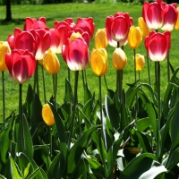 Colorful tulips in a park