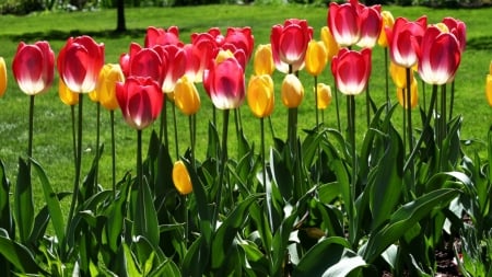 Colorful tulips in a park - Pink tulips, Red tulips, Yellow tulips, Park flowers