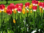 Colorful tulips in a park