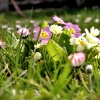 Spring Flowers