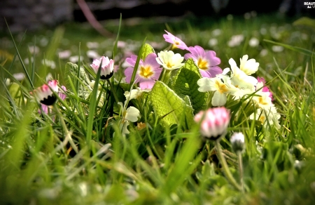 Spring Flowers - Grass, Nature, Flowers, Spring