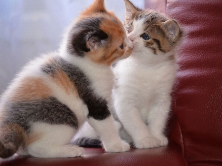 ~ ♥ღ Cats Love ღ♥ ~