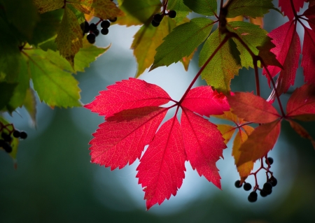 Leaf - spring, fauna, Leaf, nature