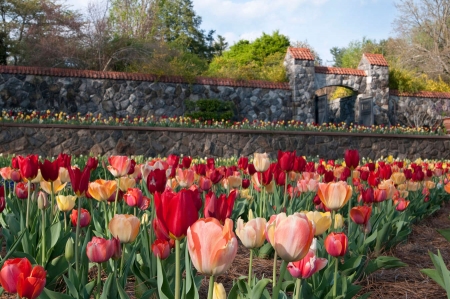 Spring Flowers - blossoms, tulips, landscape, field, wall, colors