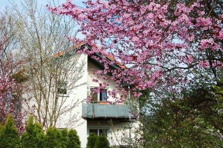 Spring Blossoms - house, sunshine, tree, cherry