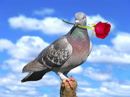 Rose dangling pigeon - Rose, bird, animal, pigeon, dangling, romantic