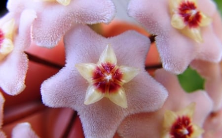 hoya carnosa - hoya, flower, petal, carnosa