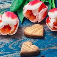 Three cut tulips