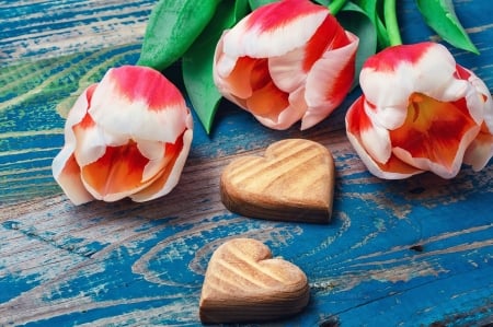 Three cut tulips - tulips, heart, Three, valentine, cut