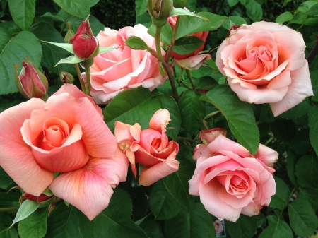 Pink Beauties - flowers, roses, nature, buds, pink