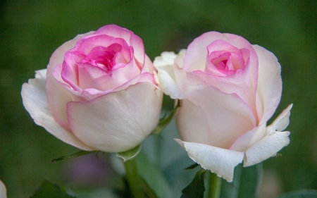 Two Pink Beauty - roses, pink, flowers, macro, nature